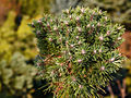 Pinus mugo Benjamin IMG_1971 Sosna kosodrzewina